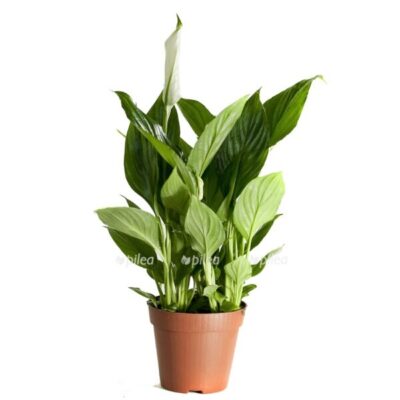 mg 2516 e1677767761194