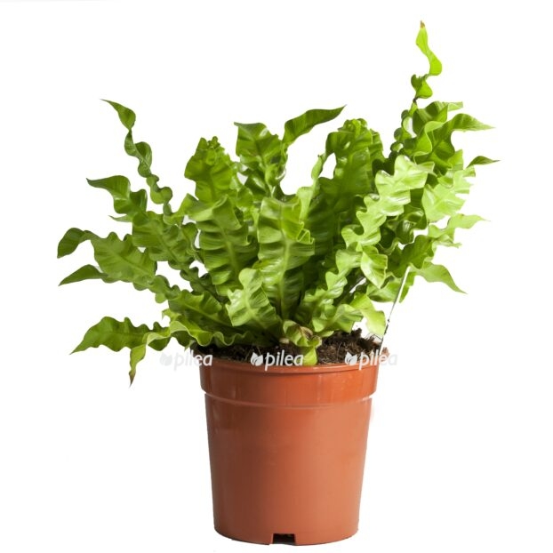 mg 2547 e1770024484994