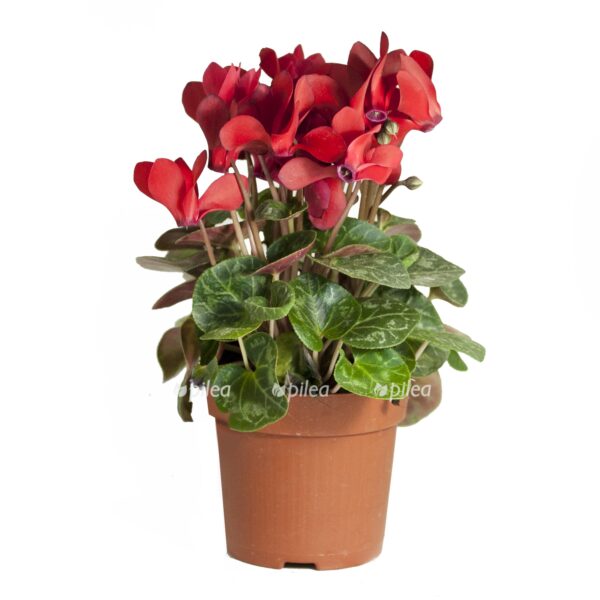 mg 2566 1 1 e1677788268809