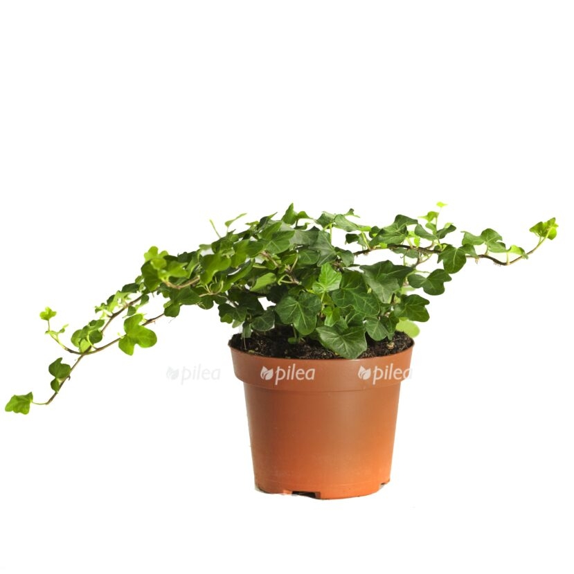 mg 2676 e1771174623118