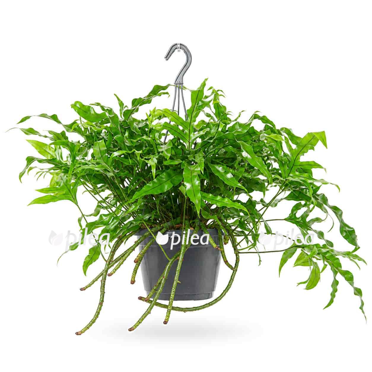 microsorum diversifolium d17sm