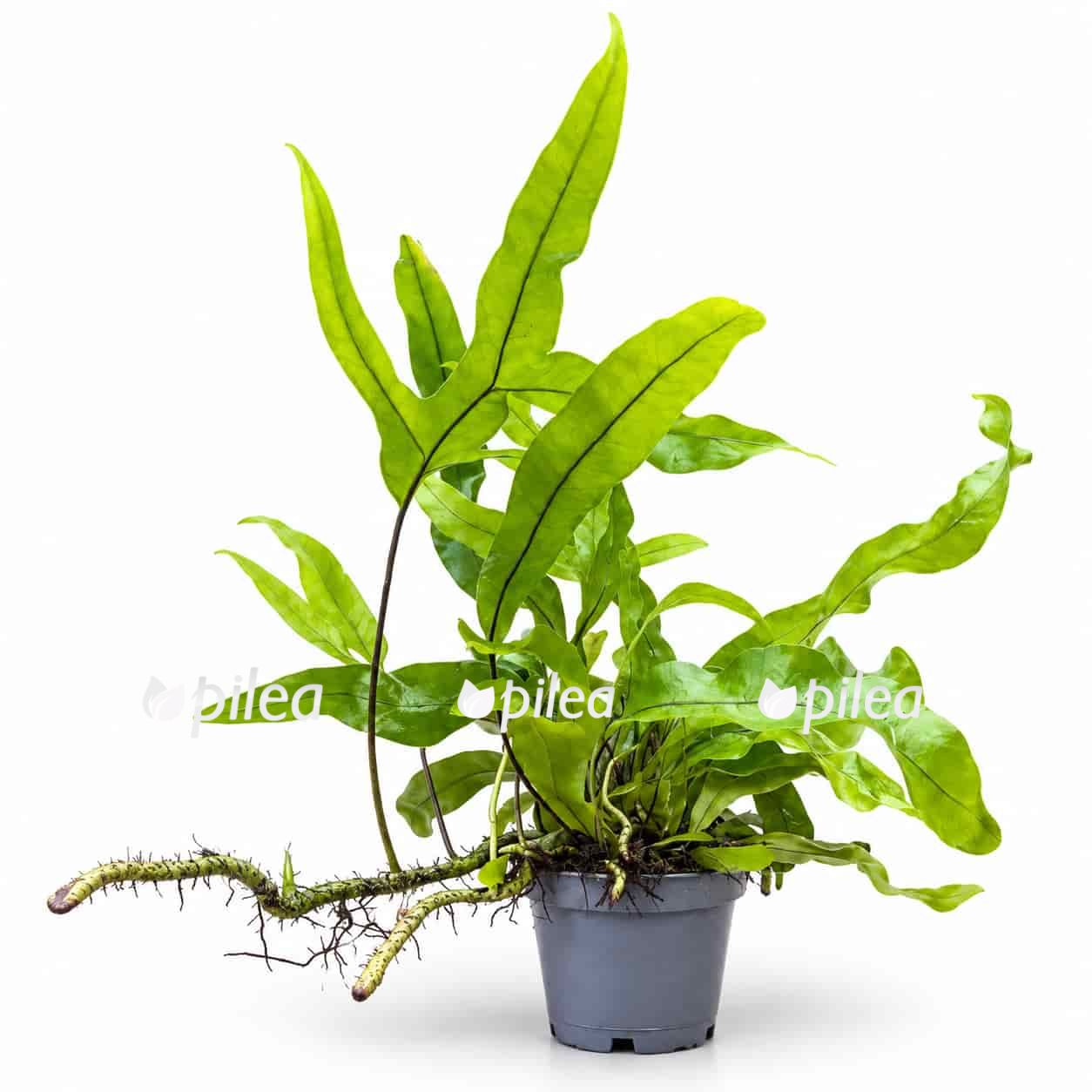 microsorum diversifolium d6sm