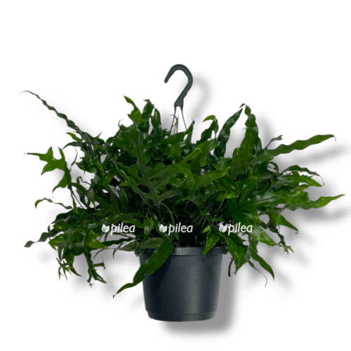 mikrosorum diversifolium podvesnoj e1757510194871