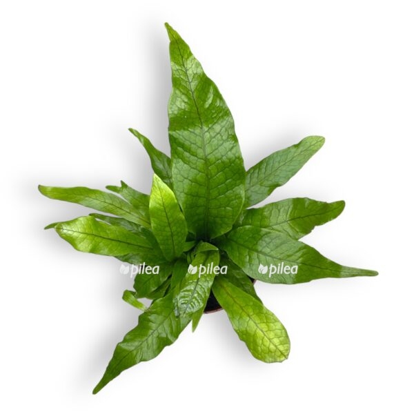 mikrosorum krokodil 1 e1723725934697