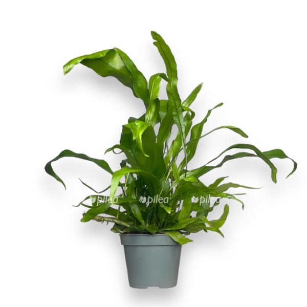 mikrosorum pteropus e1724356818120