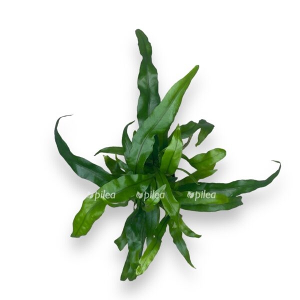 mikrosorum pteropus e1724356831590