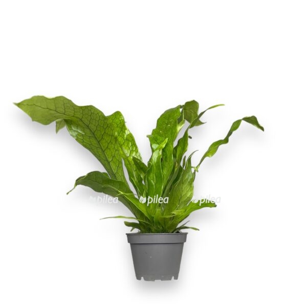 mikrosorum pteropus krokodil e1721159652779