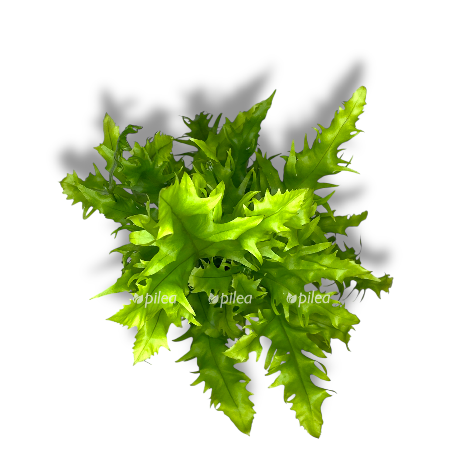 mikrosorum skolopendrium