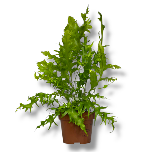 mikrosorum skolopendrium e1769254350915