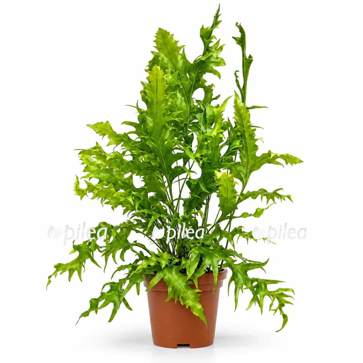 mikrosorum skolopendrium