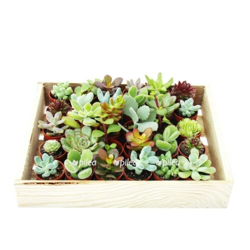 mini sukkulenten 35cm topf holzkiste mit 30 pflanzen2 e1745125844978