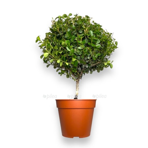 mirsina afrikanskaya d12 sm 1 1 e1720183100350