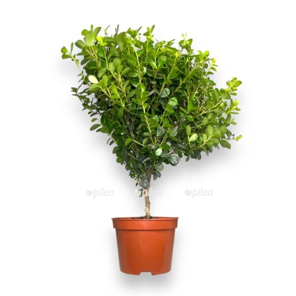 mirsina-afrikanskaya-d9-sm-e1720183109287.jpg mirsina afrikanskaya d9 sm e1720183109287