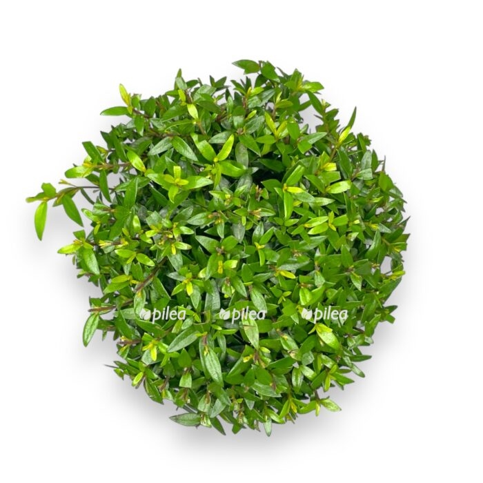 mirt obyknovennyj 1230 e1706901100675