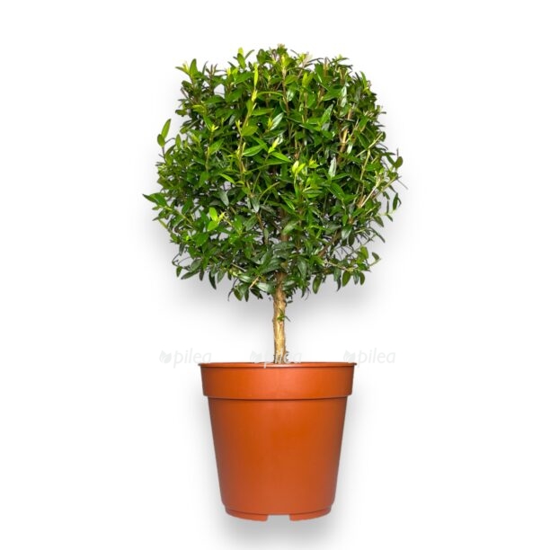 mirt obyknovennyj 1230 e1770012822508