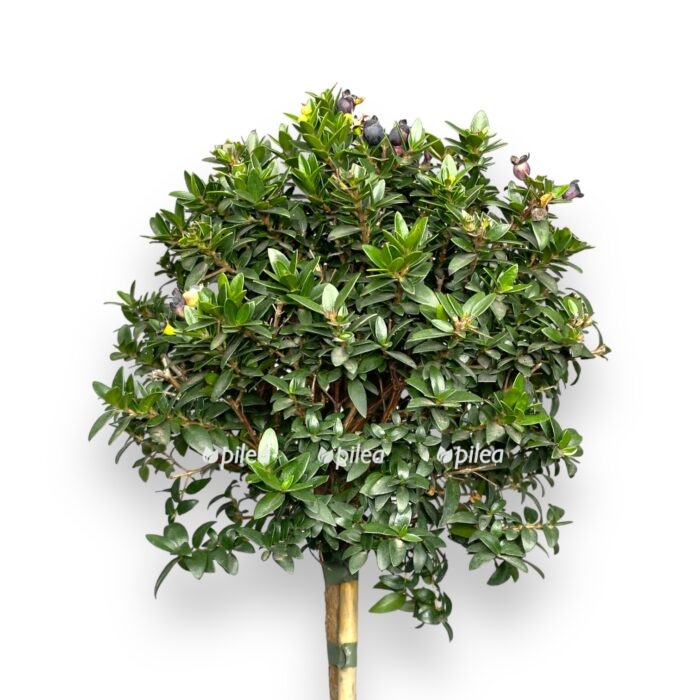 mirt obyknovennyj 1550 e1706901063123