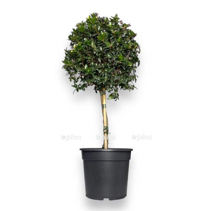 mirt obyknovennyj 1550 e1706901070848