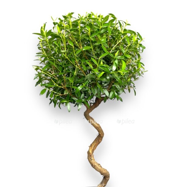 mirt obyknovennyj spiral 40 sm e1769973966605