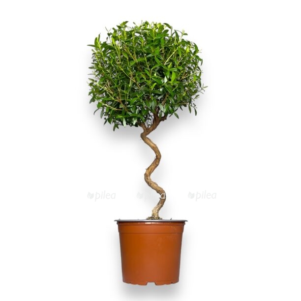 mirt obyknovennyj spiral e1769973958411