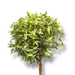 mirt tarentina variegata