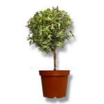 mirt tarentina variegata 1 2 e1755017551337