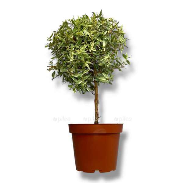 mirt tarentina variegata 1 2 e1755017551337