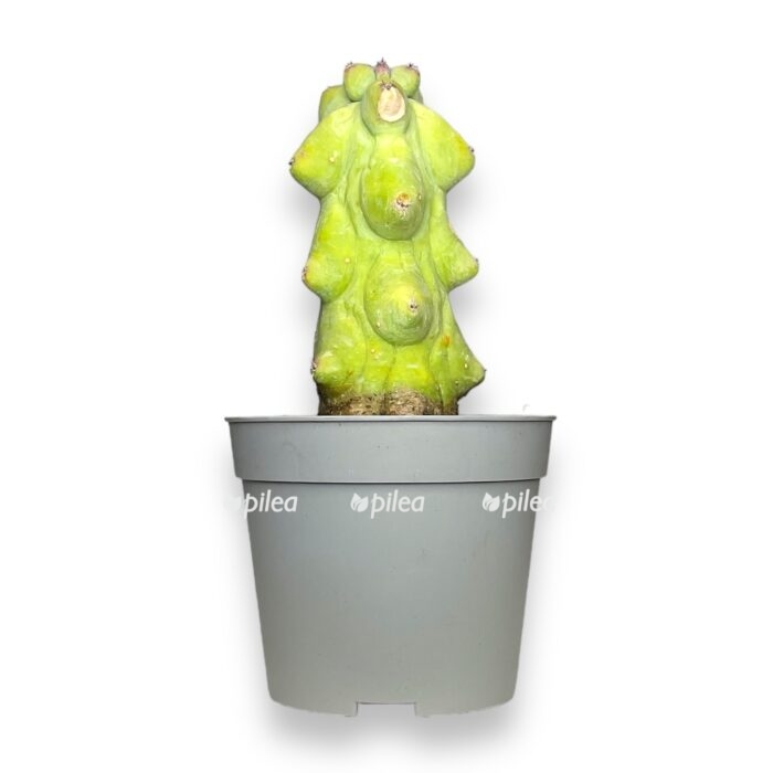 mirtillokaktus geometricheskij e1716926524700