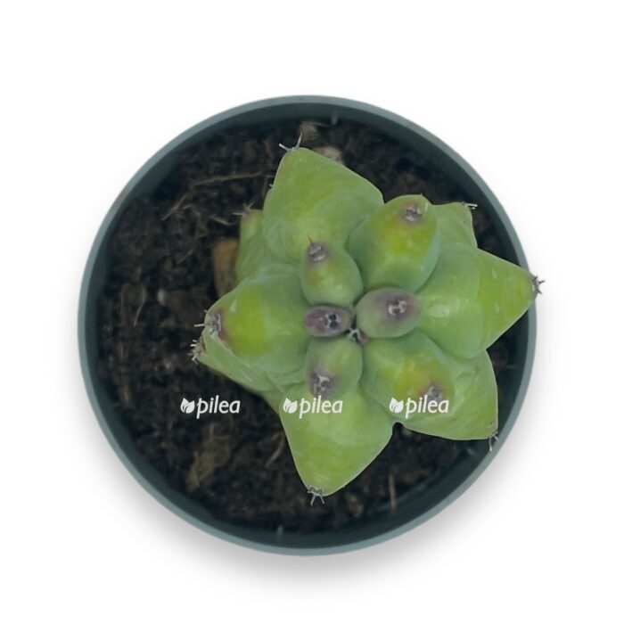 mirtillokaktus geometricheskij e1716926540551