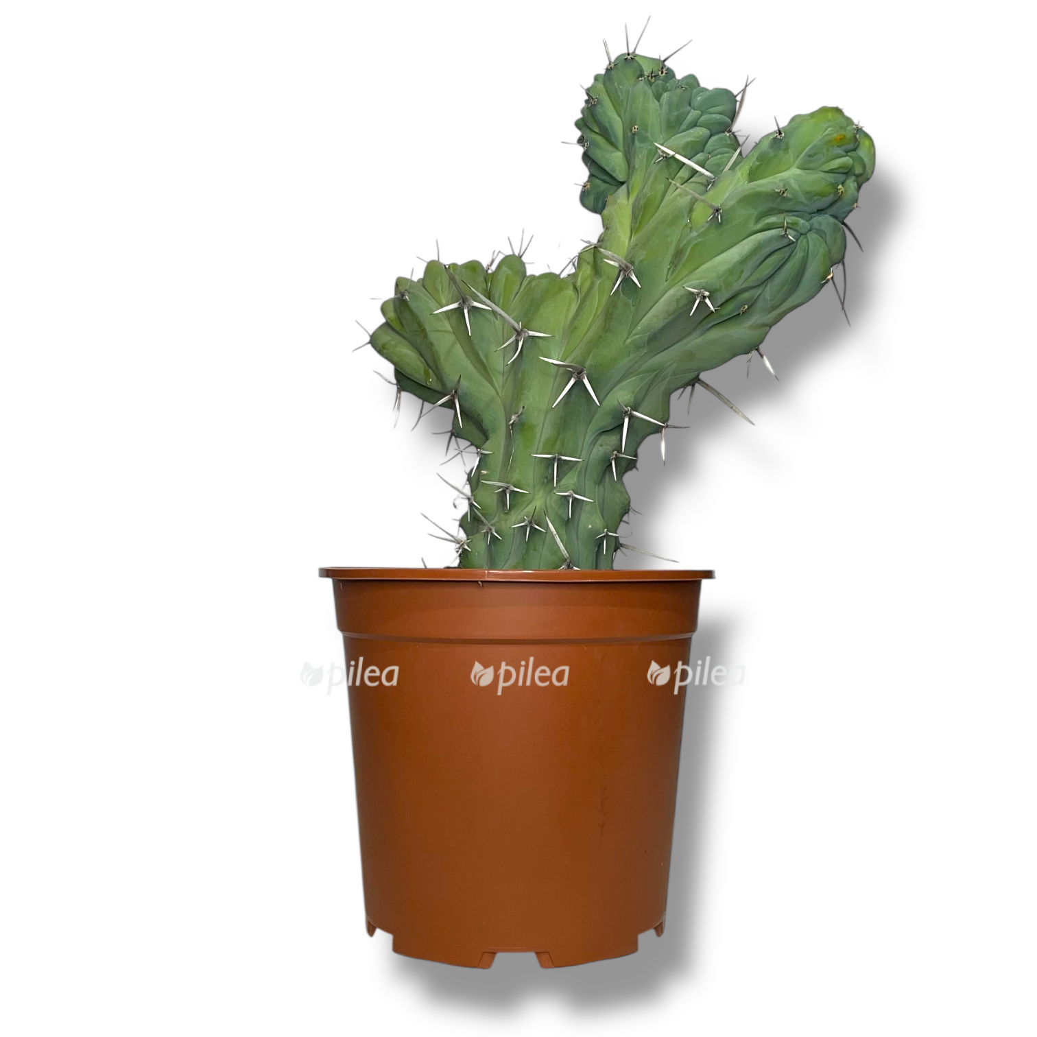 mirtillokaktus geometricheskij kristata