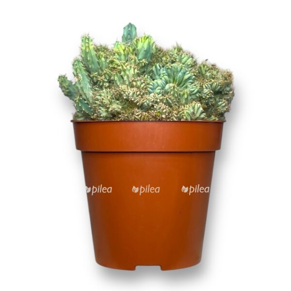 mirtillokaktus geometricheskij kristata 1 e1736746242207