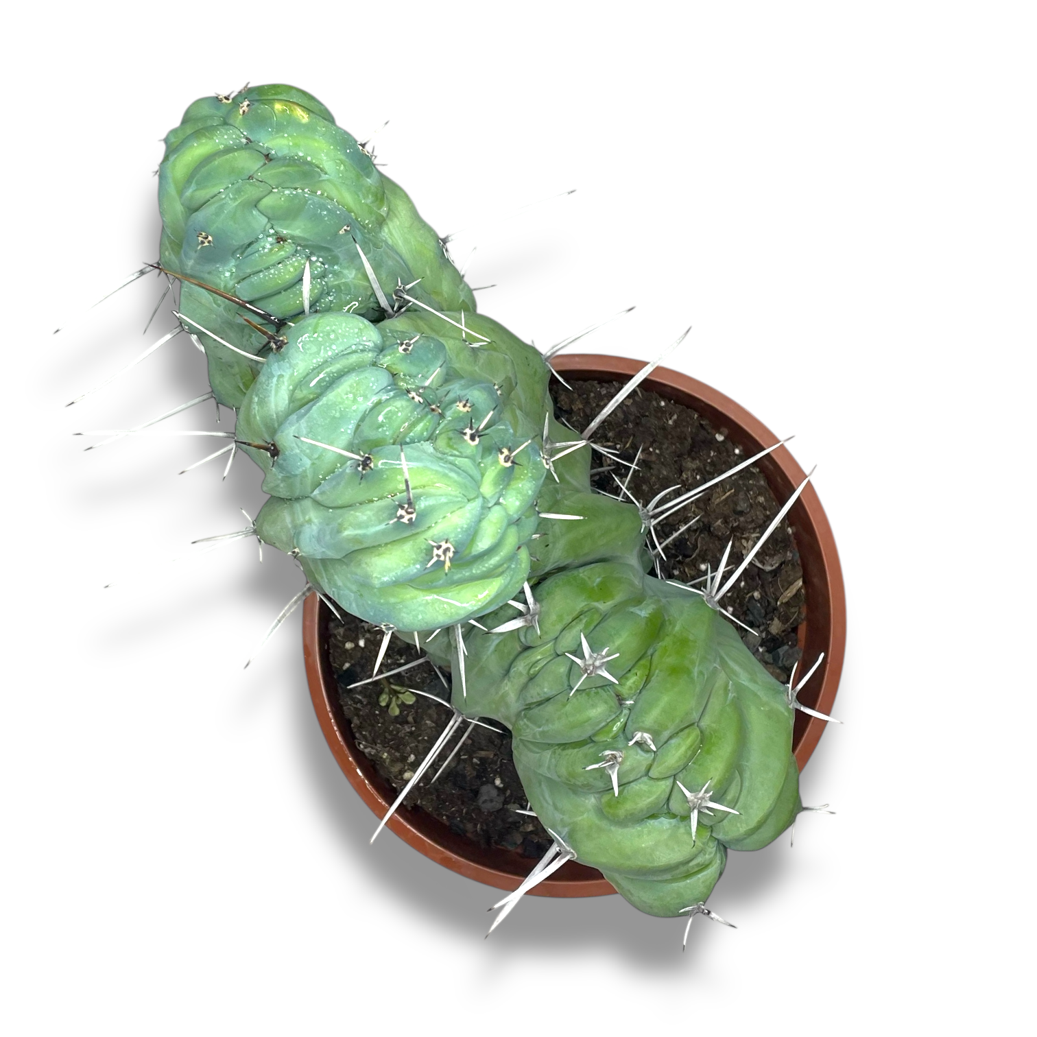 mirtillokaktus geometricheskij kristata