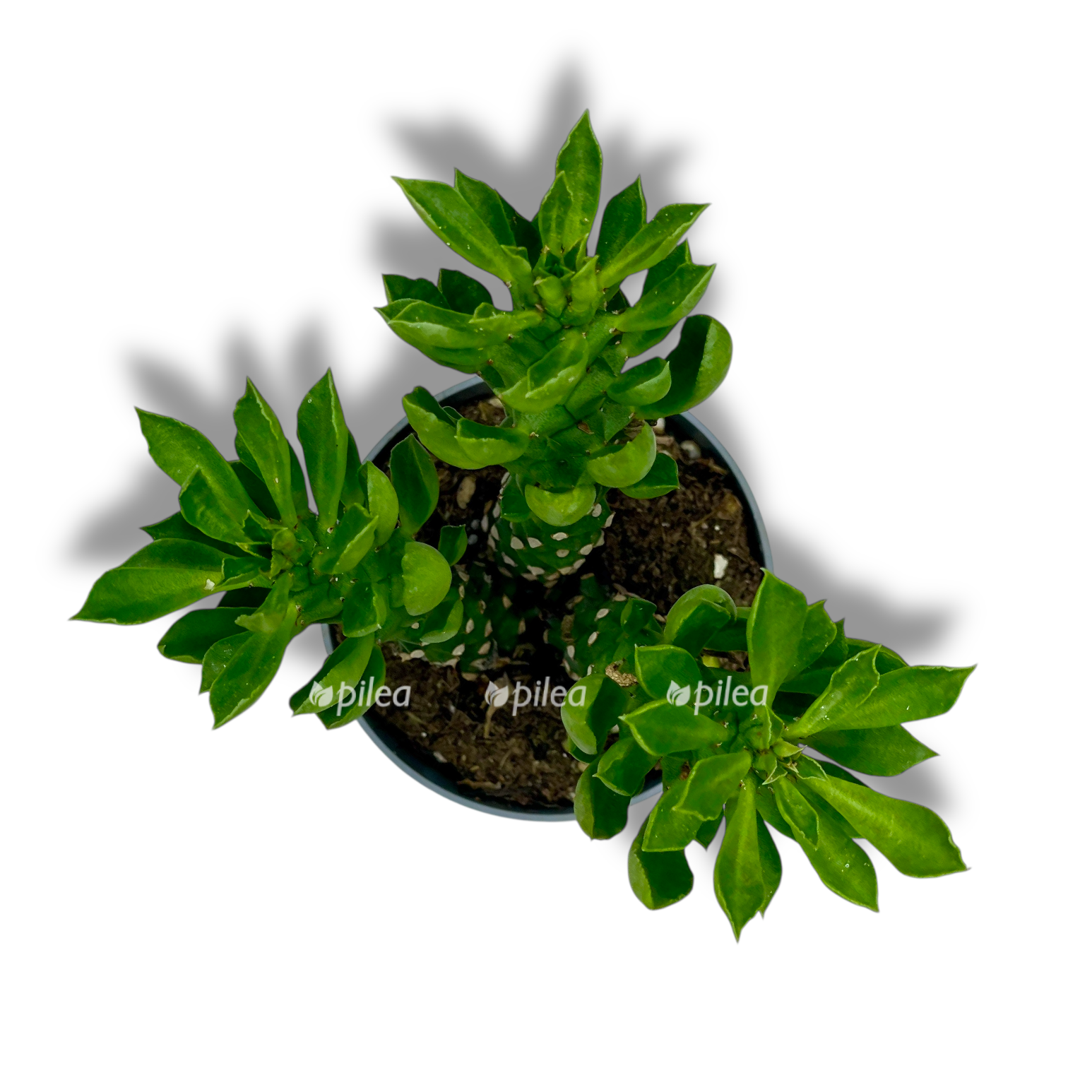 monadenium stapelioides