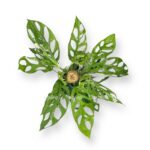 monstera adansoni indonezian marbl 2 1