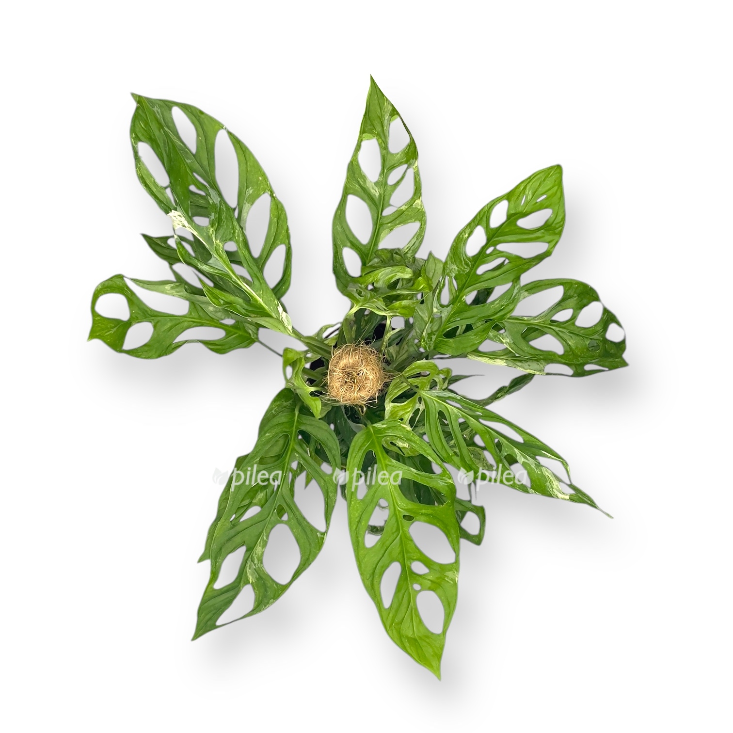 monstera adansoni indonezian marbl 2