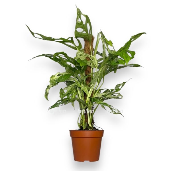 monstera adansoni indonezian marbl e1738933106745