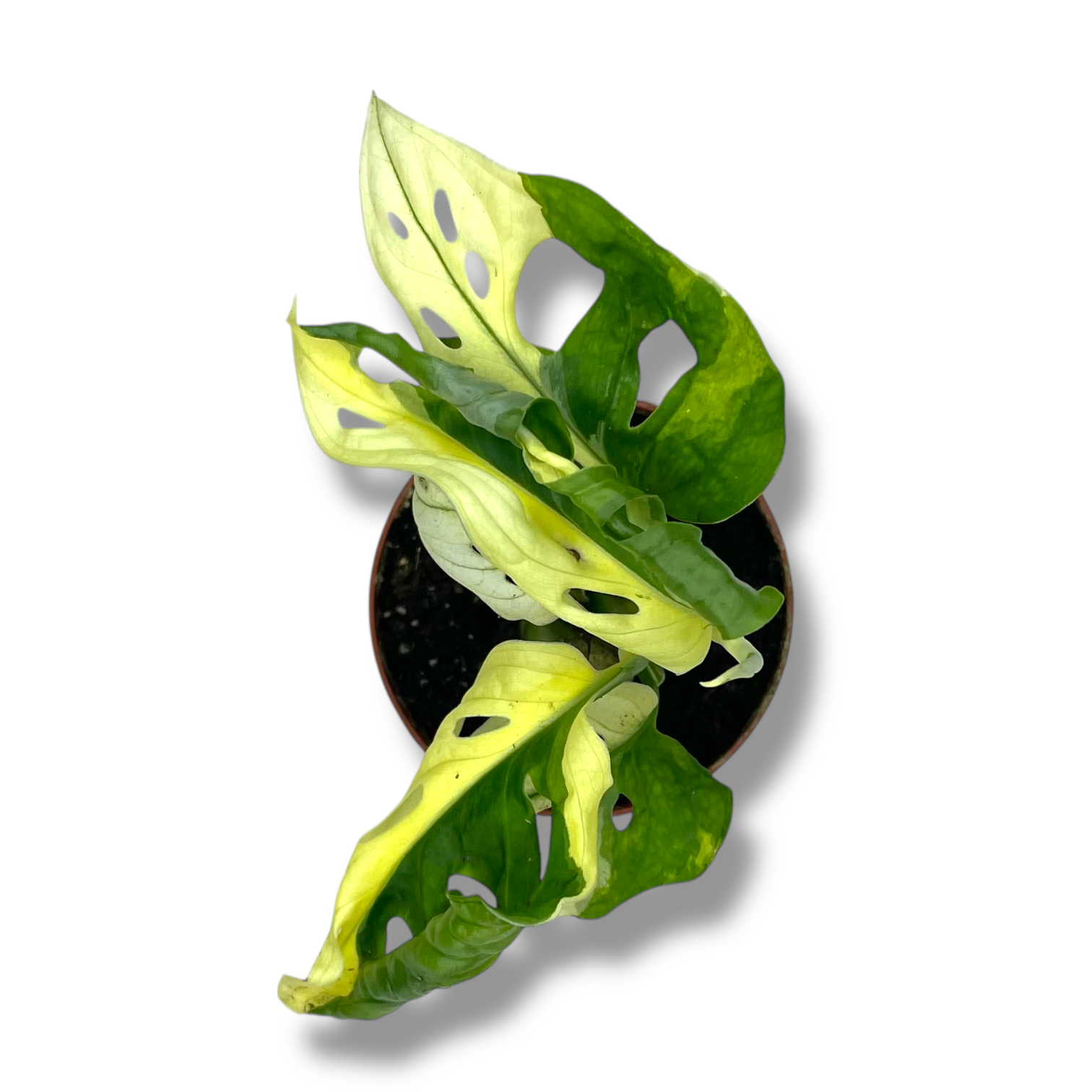 monstera adansoni variegata