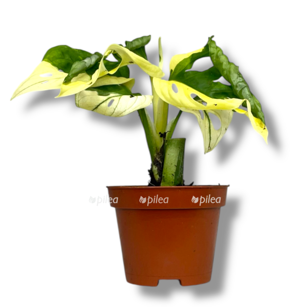 monstera adansoni variegata e1767698289789