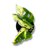 monstera adansoni variegata e1767698299228