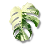 monstera alba variegata 1 1 e1755017369572