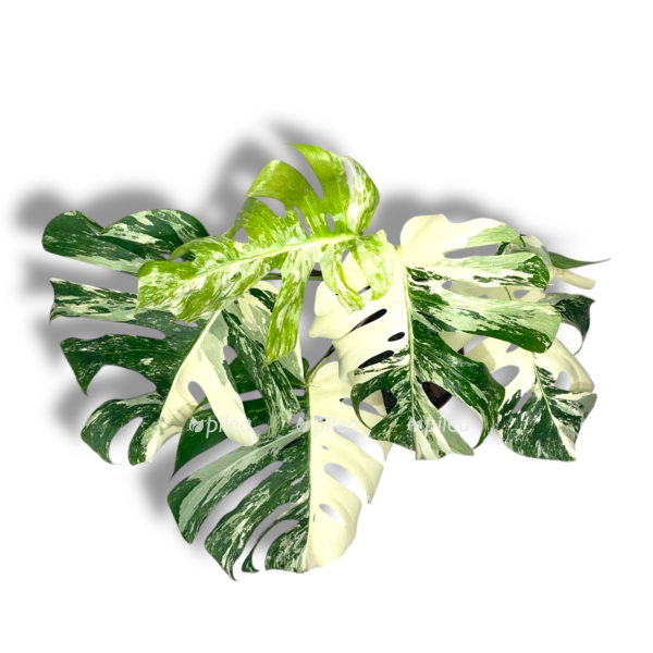 monstera alba variegata e1755017352881