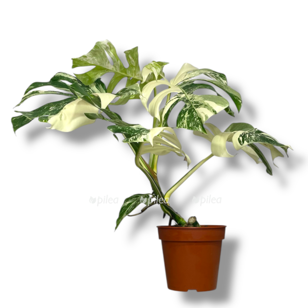 monstera alba variegata e1768942630797