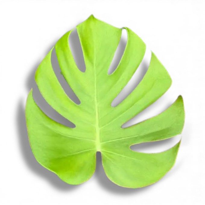 monstera banana e1768757354154