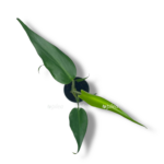 monstera burle marks flejm