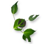 monstera burle marks flejm 1 1