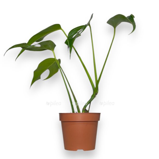 monstera-burle-marks-flejm-1-1-e1770093595575.jpeg monstera burle marks flejm 1 1 e1770093595575