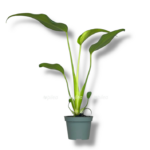 monstera burle marks flejm e1770093397732