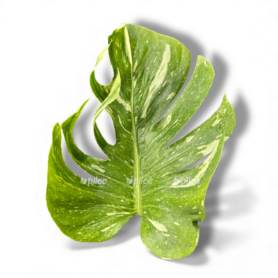 monstera deliciosa medusa e1768757386363