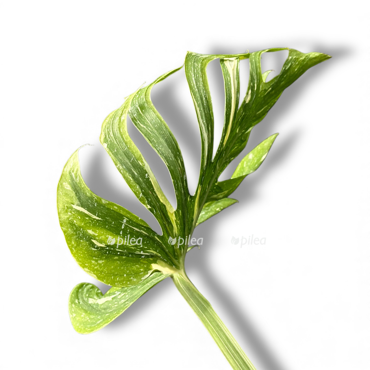 monstera deliciosa medusa