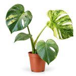 monstera deliciosa white monster