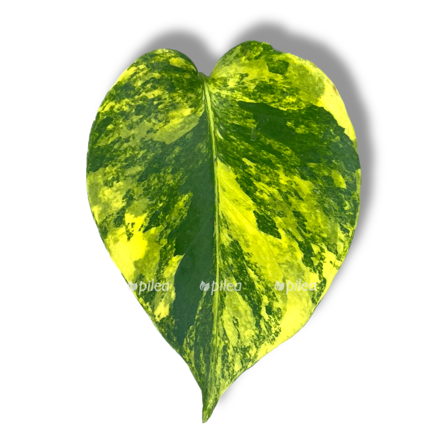 monstera delicioza aurea variegata 1 1